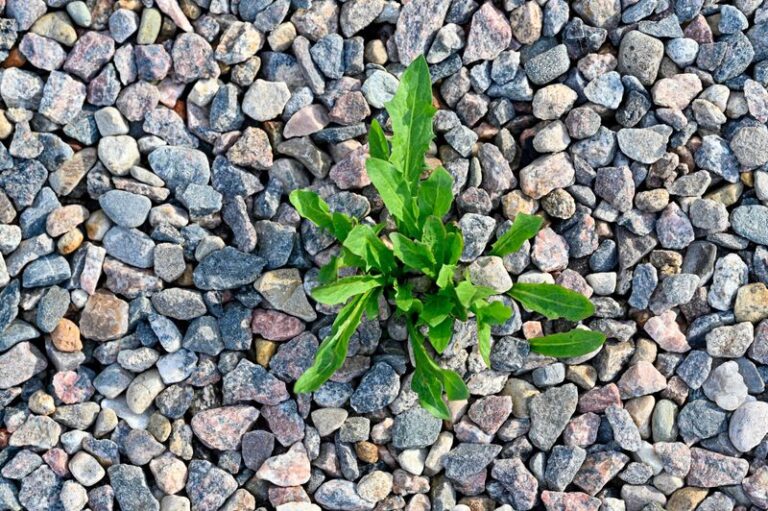 Weeds Keep Taking Over Your Gravel Path – Here’s What Builds Up Between the Stones and How to Stop It
