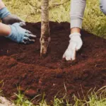 California Tree-Planting Incentive: How to Claim the SoCal Water$mart Turf Replacement Add-On