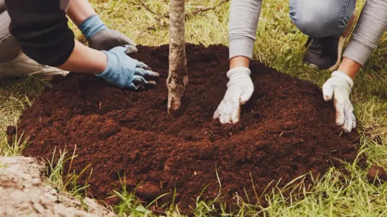 California Tree-Planting Incentive: How to Claim the SoCal Water$mart Turf Replacement Add-On
