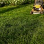 Your Crabgrass Keeps Winning No Matter What You Pull — Here’s the Mowing Habit Quietly Feeding It