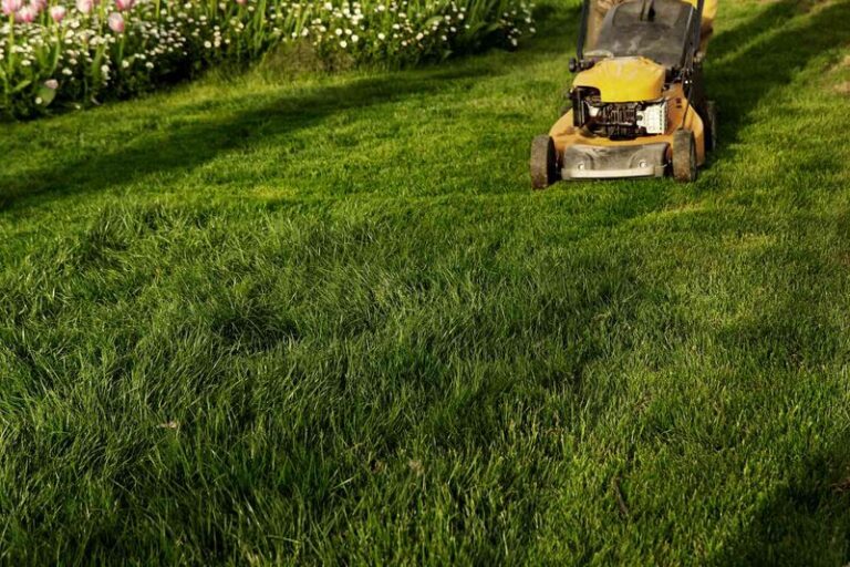 Your Crabgrass Keeps Winning No Matter What You Pull — Here’s the Mowing Habit Quietly Feeding It