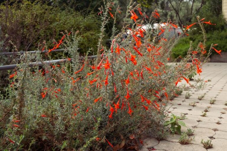 The Drought-Proof California Native Shrubs That Replace Crape Myrtle And Actually Feed The Birds