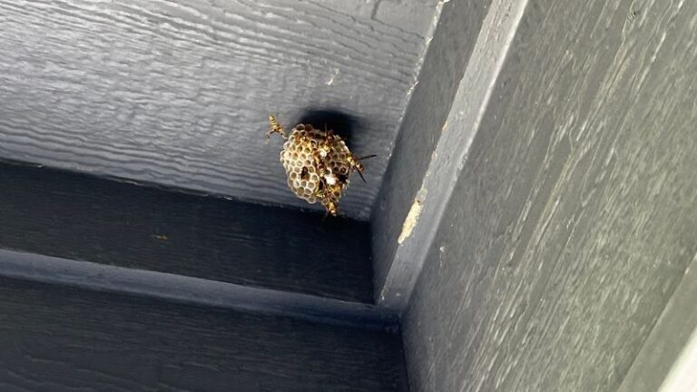 What It Really Means When Paper Wasps Build a Nest on Your North Carolina Porch, and Why They’re Quietly Hauling Off the Caterpillars Chewing Your Garden