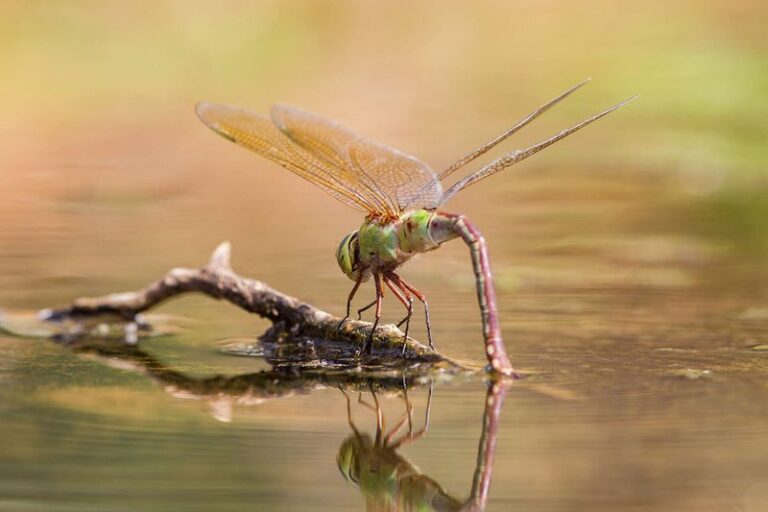 Switchgrass at Your Central Texas Pond Edge: What It Can and Cannot Do for Dragonflies and Mosquitoes