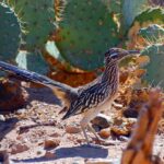 Prickly Pear and Roadrunners: How One Texas Native Can Help Build a Yard That Wildlife Actually Uses