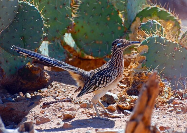 Prickly Pear and Roadrunners: How One Texas Native Can Help Build a Yard That Wildlife Actually Uses