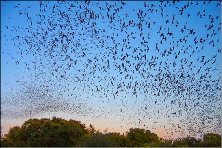 7 Florida Native Plants That Bring Bats to Your Yard and Empty It of Mosquitoes by Dusk