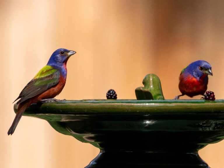Simple Habits That Bring Painted Buntings Back To Your Central Texas Yard Every Summer