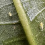 The Invasive Insect Tearing Through Texas Vegetable Gardens Right Now and How To Stop It