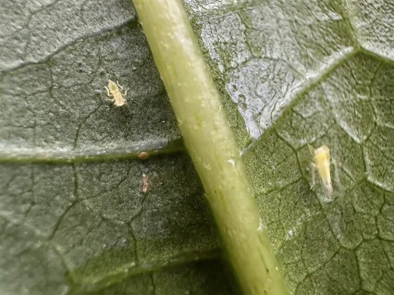 The Invasive Insect Tearing Through Texas Vegetable Gardens Right Now and How To Stop It
