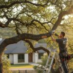 Why Pruning Your Central Texas Oak During a Heat Warning Backfires and Invites Oak Wilt