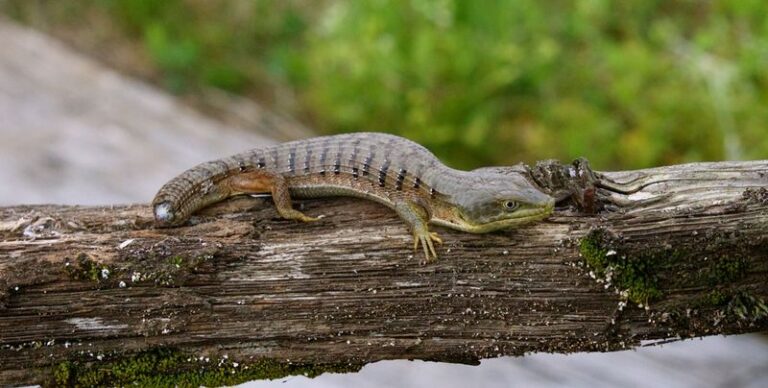 This California Alligator Lizard Eats Black Widows And Snails, But Homeowners Kill It On Sight By Mistake