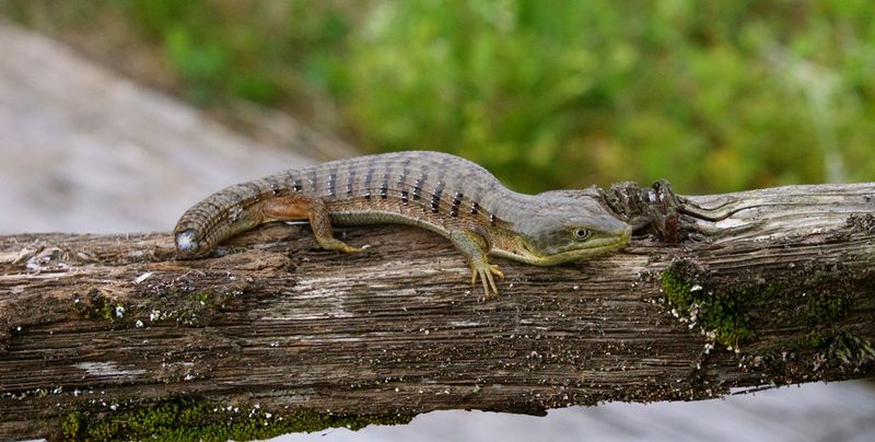 This California Alligator Lizard Eats Black Widows And Snails, But Homeowners Kill It On Sight By Mistake
