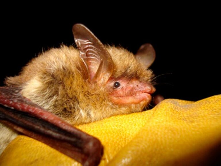 How To Support the California Bats That Quietly Clear the Mosquitoes Off Your Yard Every Summer Night