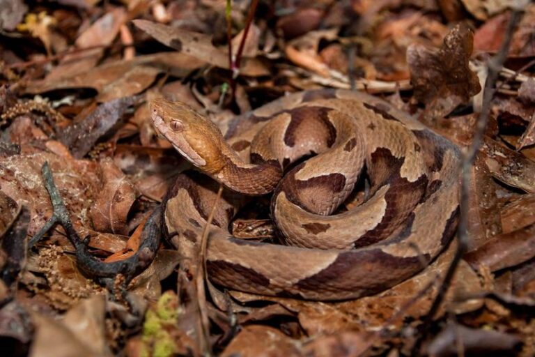What It Really Means When Copperheads Start Showing Up Along Your North Carolina Wooded Edge In Late Summer