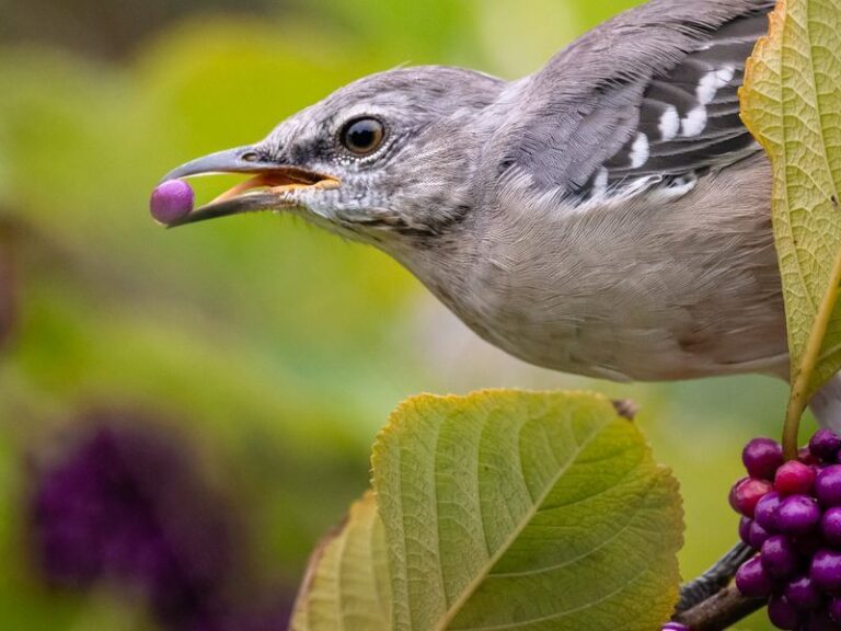 Skip Burning Bush Along Your North Carolina Fence Line and Plant These Native Shrubs That Feed Birds Instead