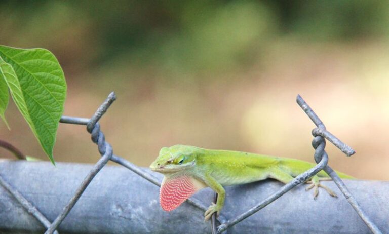 More Geckos On Your Central Texas Fence Line Means Fewer Roaches, and Here’s How To Draw Them In