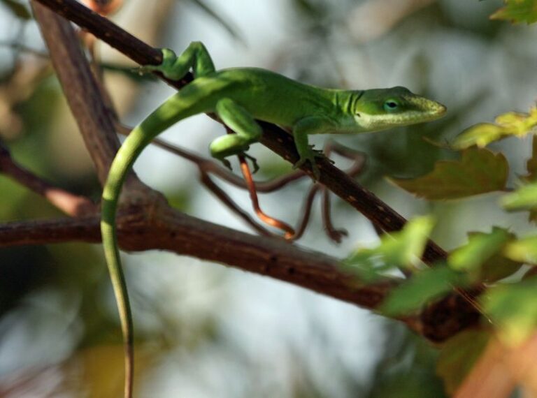 What It Really Means When Green Anoles Take Over Your North Carolina Yard This Summer