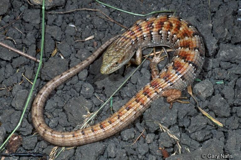 How To Keep California Alligator Lizards In Your Yard, Where They Quietly Hunt The Pests You Can’t See