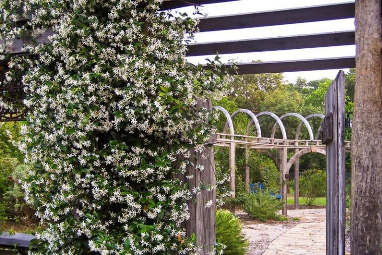 Why Star Jasmine Along Your Central Texas Fence Turns Bare Chain-Link Into a Fragrant Wall of Bloom