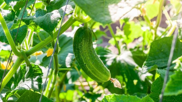 If your cucumbers keep turning fat, yellow, and bitter this August, one harvest-timing habit usually starts it