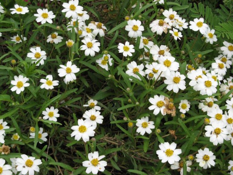 The Native Texas Perennial That Fills a Bare Border and Comes Back On Its Own Every Season