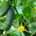 Frequent Harvesting Can Help Keep North Carolina Cucumbers Producing in Late Summer