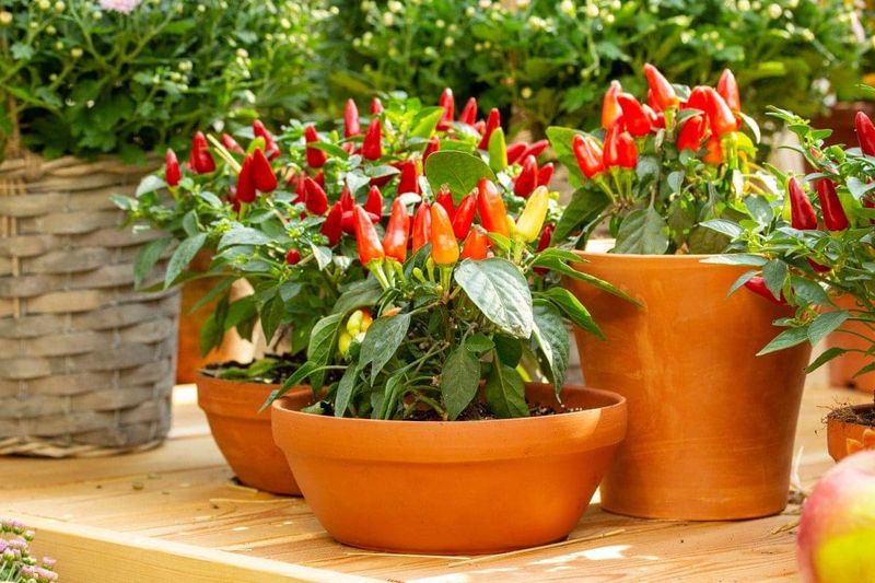 If Your Potted Pepper Plants Stay Small and Weak in Late-Summer Heat, One Container Feeding Mistake Is Usually Behind It