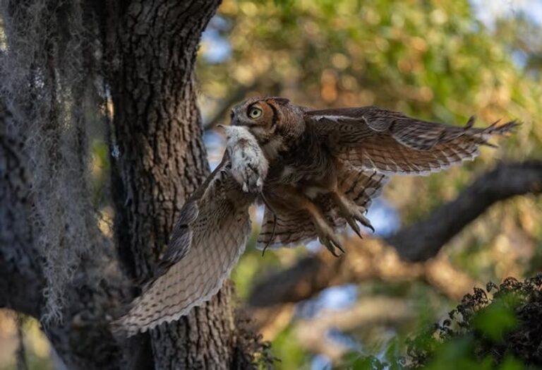 7 Florida Native Plants That Attract Hunting Owls and Clear the Rats From Your Yard