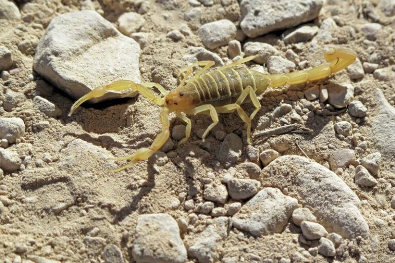 The Texas Scorpion Species Showing Up in Yards Right Now and How To Tell Them Apart Before Fall
