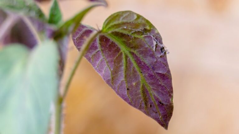Purple Undersides on Tomato Leaves: Could It Be a Phosphorus Uptake Problem?