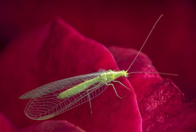 How To Support the California Green Lacewings That Quietly Devour the Aphids and Mealybugs Off Your Roses