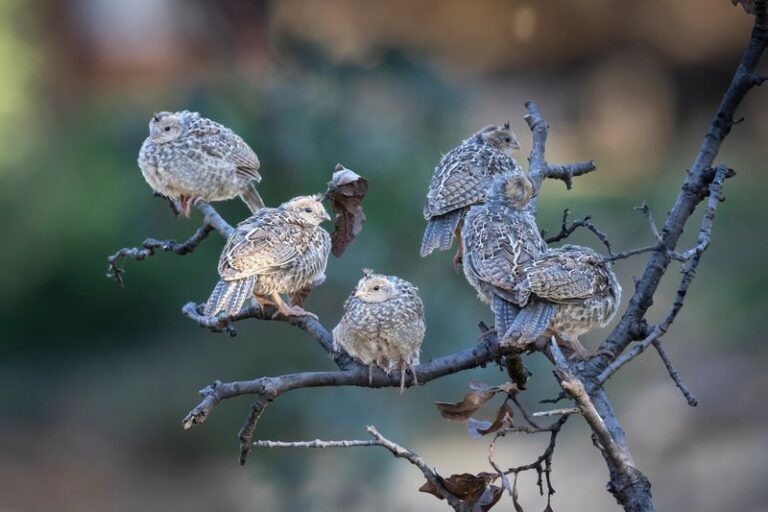 What It Really Means When California Quail Suddenly Nest in Your Backyard in Groups This Summer