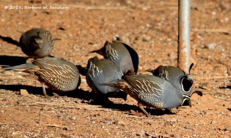 What It Really Means When California Quail Bring a Whole Covey to Nest in Your Yard This Summer