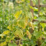 If Your Cucumber Leaves Curl Upward and Feel Leathery in Late-Summer Heat, Here Is Why