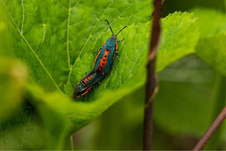 If Your Cucumber Plants Suddenly Wilt and Collapse in Late-Summer Heat, Squash Vine Borers Are One Possibility Worth Confirming