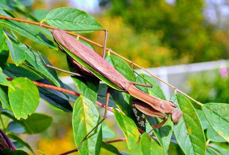 What It Really Means When Praying Mantises Start Appearing in Your California Garden This Summer