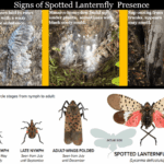 Early Spotted Lanternfly Signs North Carolina Gardeners May Notice Before the Insect
