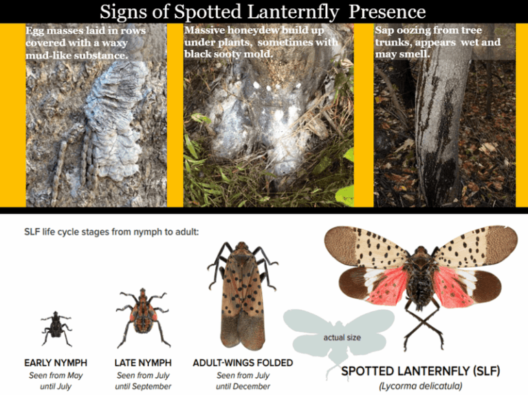 Early Spotted Lanternfly Signs North Carolina Gardeners May Notice Before the Insect