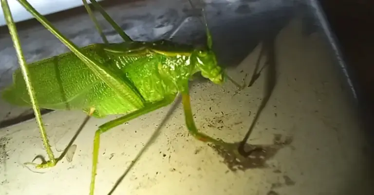 What It Really Means When Katydids Take Over Your North Carolina Yard Every Summer Night
