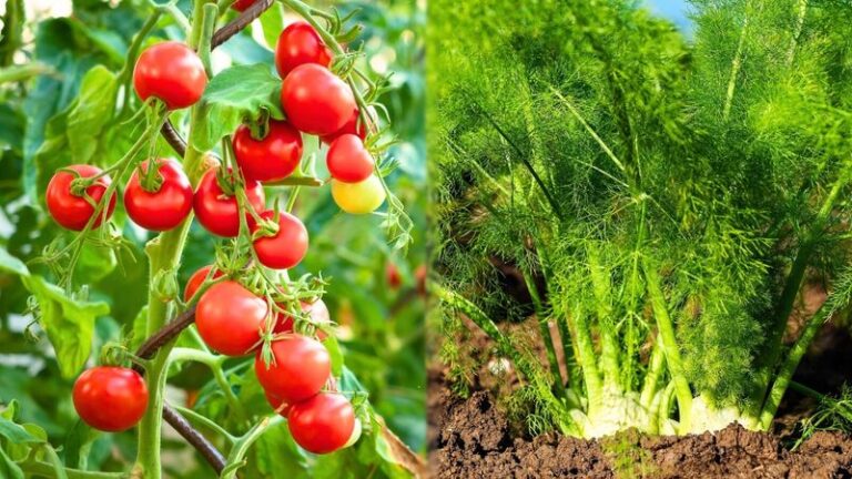 Never Plant These Vegetables Right Next to Your Tomatoes – Here’s What Quietly Ruins the Harvest