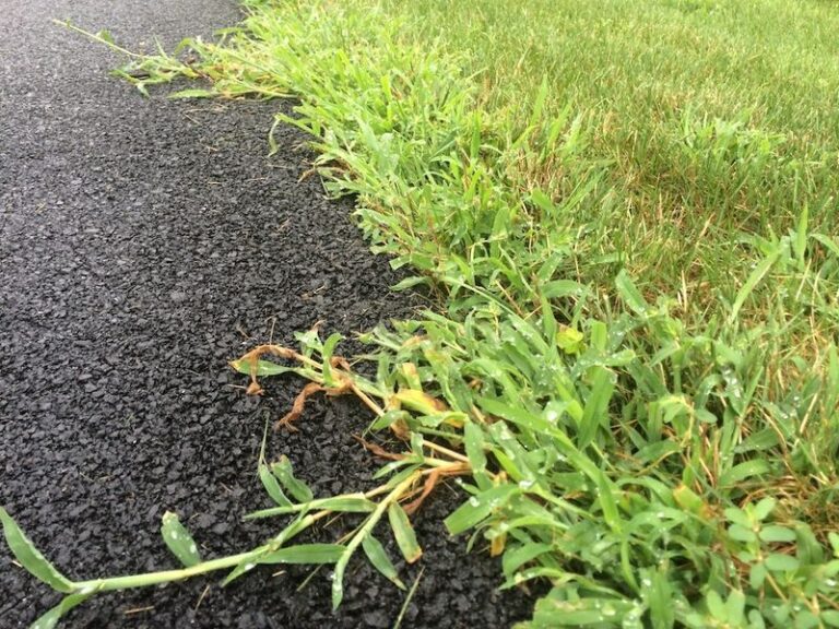Your Crabgrass Spreads Faster No Matter How Often You Mow – Here’s the Cutting Mistake Feeding It