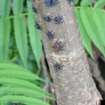 The Invasive Tree Quietly Spreading Spotted Lanternfly Through North Carolina Yards Right Now
