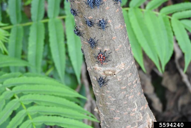The Invasive Tree Quietly Spreading Spotted Lanternfly Through North Carolina Yards Right Now