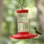 You Hung Your Hummingbird Feeder in the One Spot That Quietly Scares the Birds Off