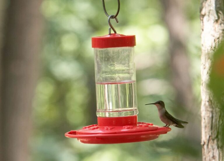 You Hung Your Hummingbird Feeder in the One Spot That Quietly Scares the Birds Off