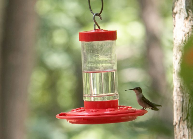You Hung Your Hummingbird Feeder in the One Spot That Quietly Scares the Birds Off