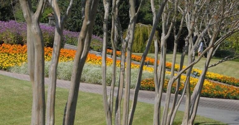 The One Thing You Must Do To Crape Myrtles In North Carolina Before Fall Or Next Year’s Blooms Suffer