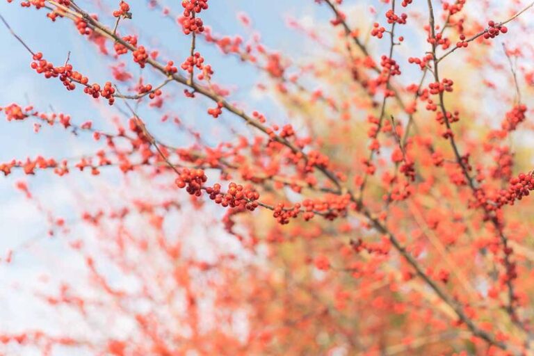 The Most Underrated North Carolina Native Tree That Feeds Wildlife All Winter When the Yard Goes Bare