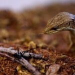 The California Alligator Lizard Quietly Eats Black Widows and Snails, But Homeowners Keep Chasing It Off